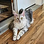 animal, cat, curious, domestic, door, ears, feline, fluffy, home, indoor, mammal, paws, pet, reflection, relaxed, silver_fur, whiskers, white_fur, wooden_floor, yellow_eyes