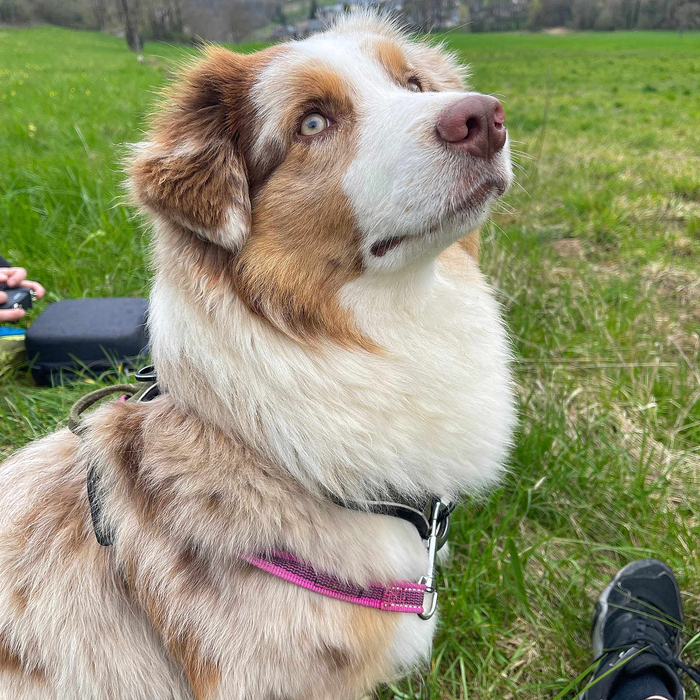 Vaïana a rejoint le concours — aidez-le/la à gagner de superbes lots ! australian_shepherd, camera, canine, dog, field, fur, grass, greenery, hand, harness, hills, landscape, leash, nature, outdoor, person, pet, shoe, sitting, village