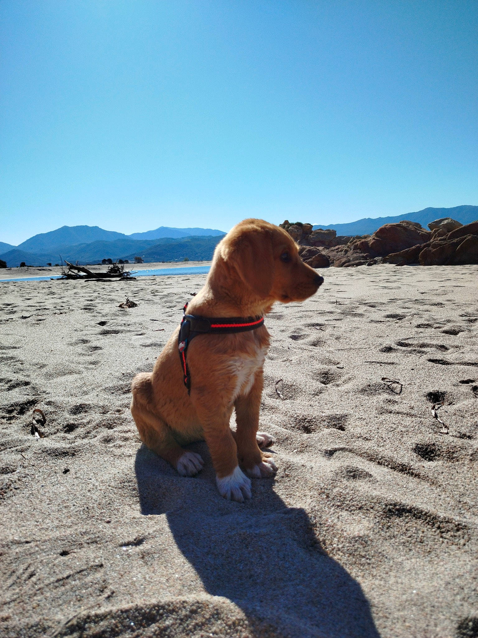 Nala participe au concours pour gagner de l'argent avec cette photo : carnivore, cloud, collar, companion_dog, dog, dog_breed, dog_collar, fawn, fun, gun_dog, horizon, landscape, leash, mountain, ocean, pet_supply, plateau, sand, sky, sporting_group