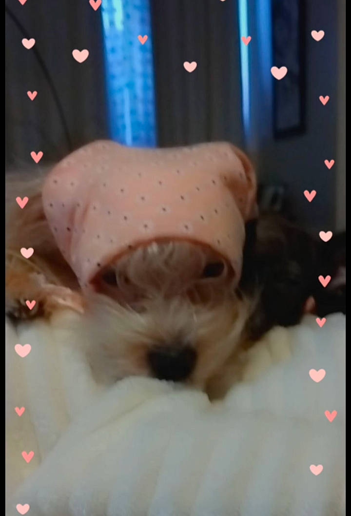 Farrah joined the competition — help win amazing prizes! beauty, carnivore, companion_dog, display_device, dog_breed, event, fur, magenta, non_sporting_group, organism, petal, photo_caption, rectangle, sporting_group, toy, toy_dog, whiskers