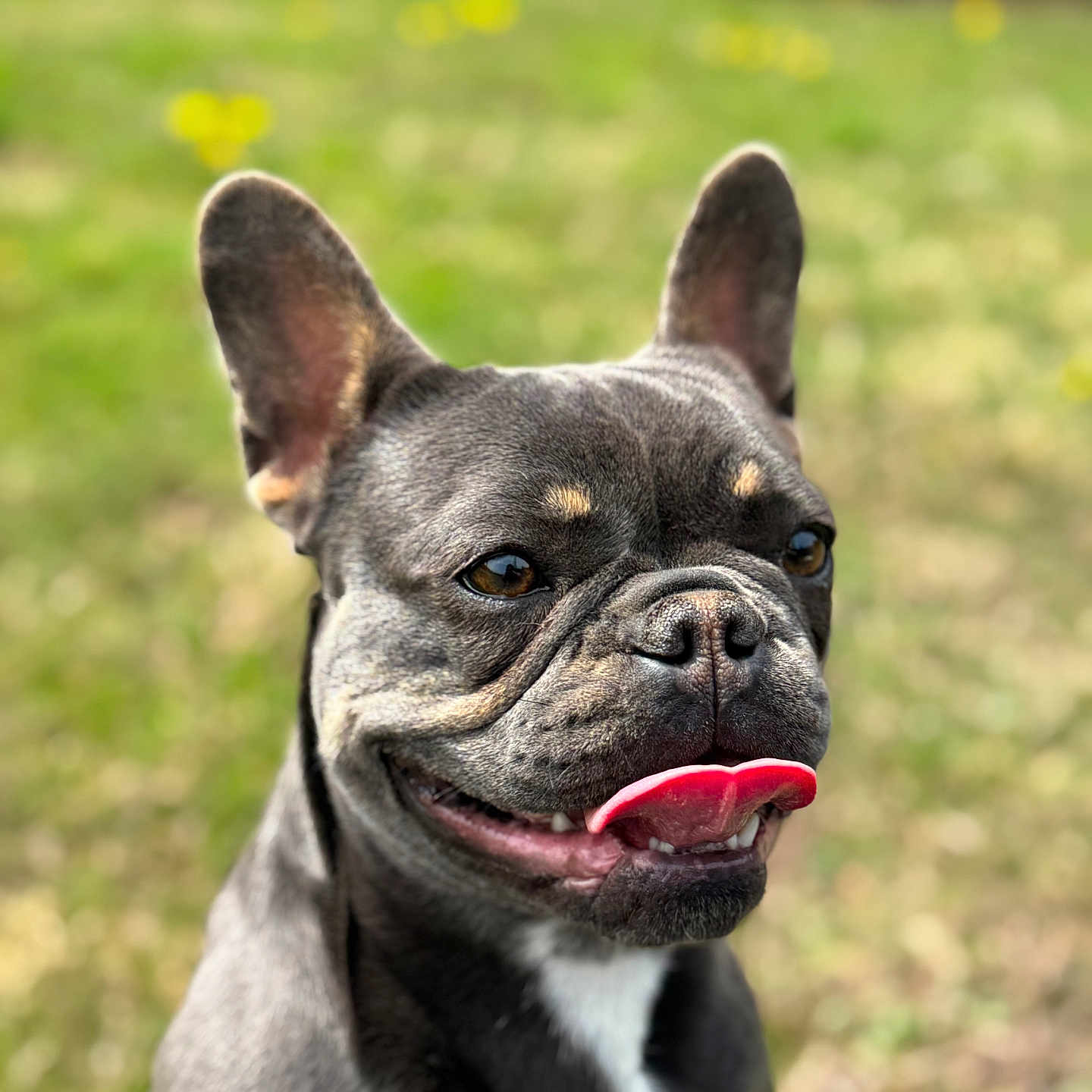 Taia a rejoint le concours — aidez-le/la à gagner de superbes lots ! animal, background_blur, canine, close_up, cute, daylight, dog, ears_up, french_bulldog, fur, grass, happy, muzzle, nature, outdoor, pet, playful, portrait, smiling, tongue_out