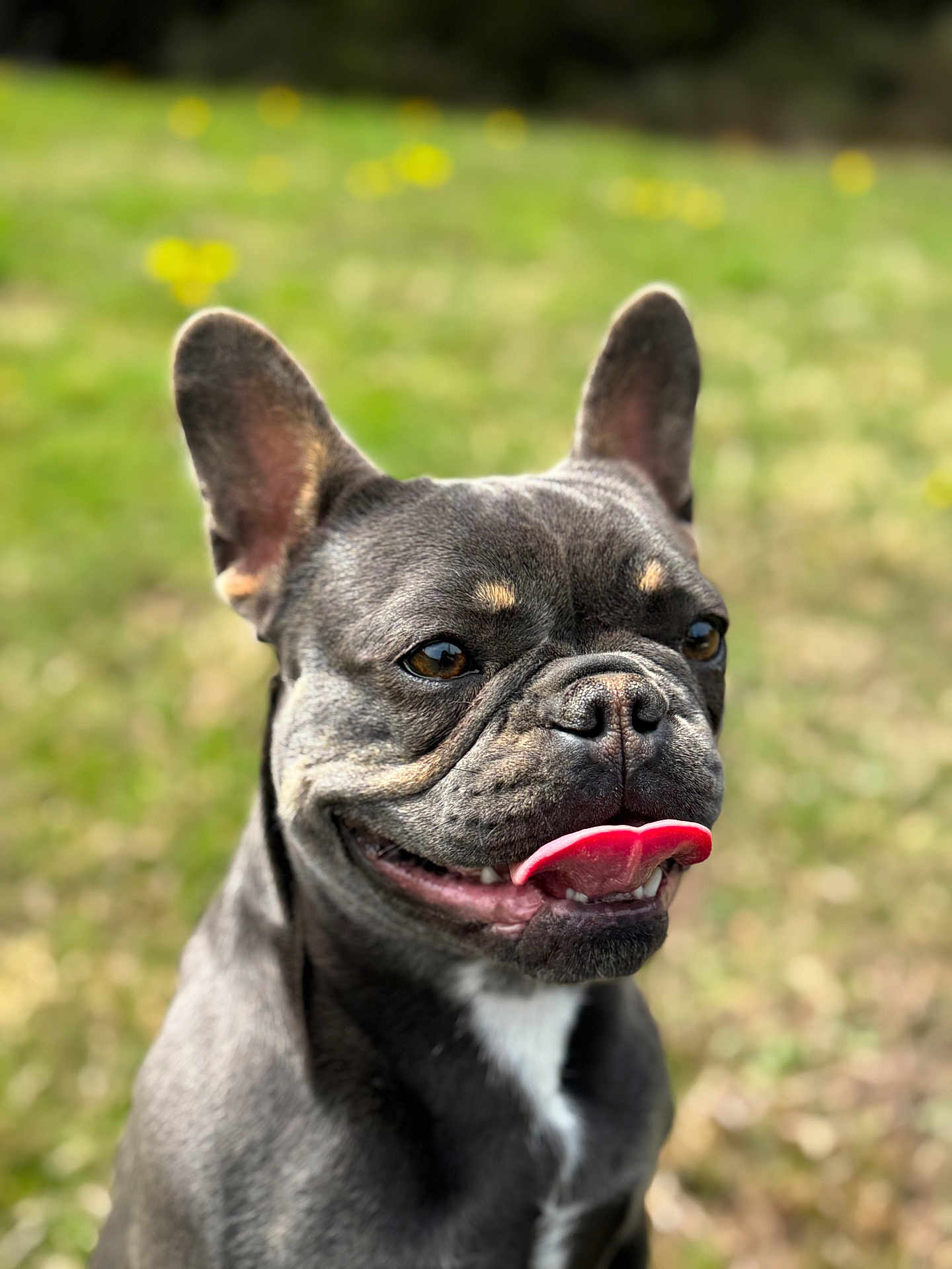 Taia a rejoint le concours — aidez-le/la à gagner de superbes lots ! dog, french_bulldog, tongue_out, pet, animal, outdoor, grass, happy, ears_up, close_up, smiling, nature, canine, portrait, daylight, cute, playful, muzzle, fur, background_blur