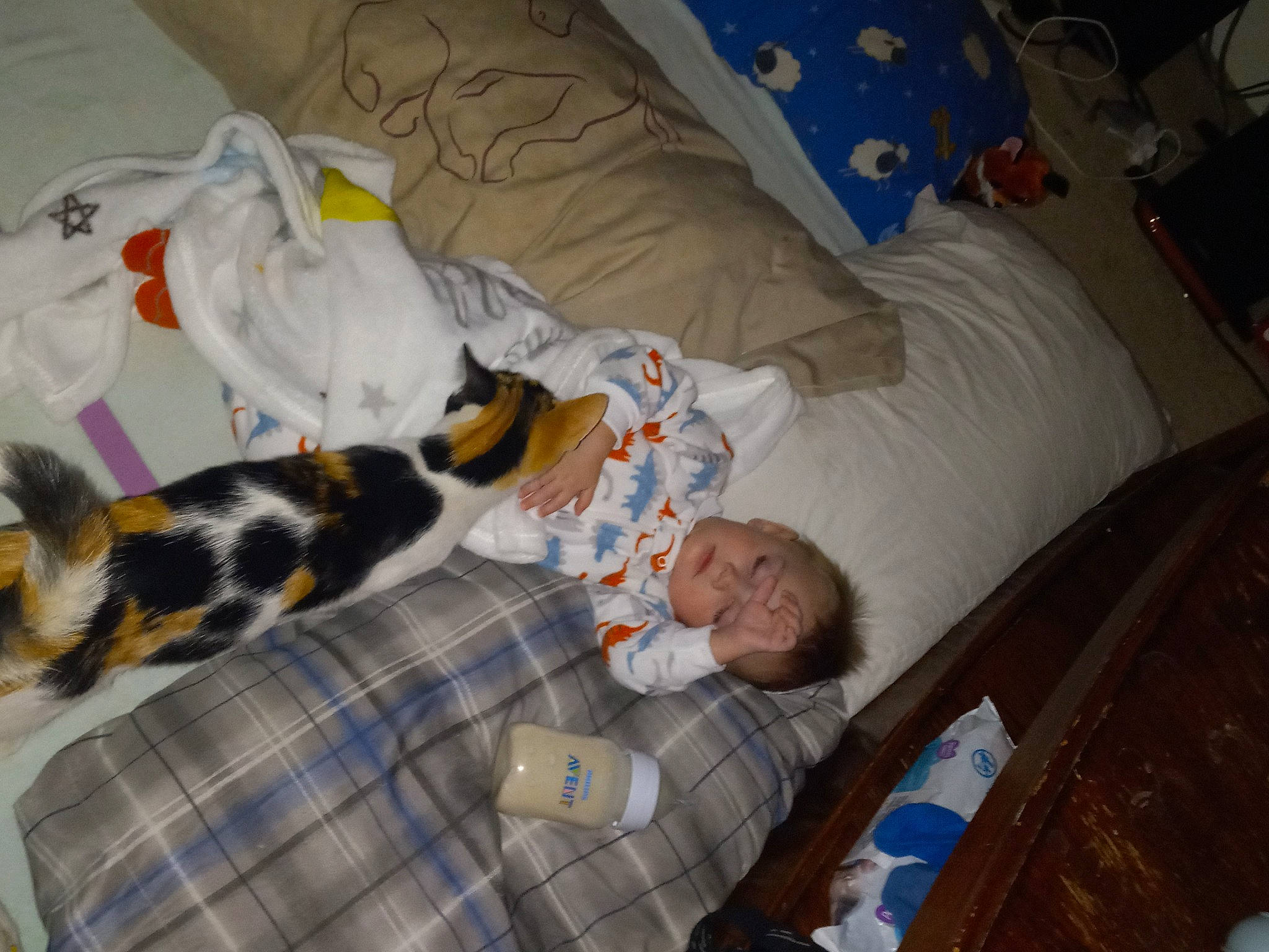 Zaidyn is registered to the contest to win money with this photo: baby, bed, bedding, bedtime, carnivore, cat, comfort, companion_dog, felidae, fur, lap, linens, nap, pattern, person, plaid, room, small_to_medium_sized_cats, tartan, toddler