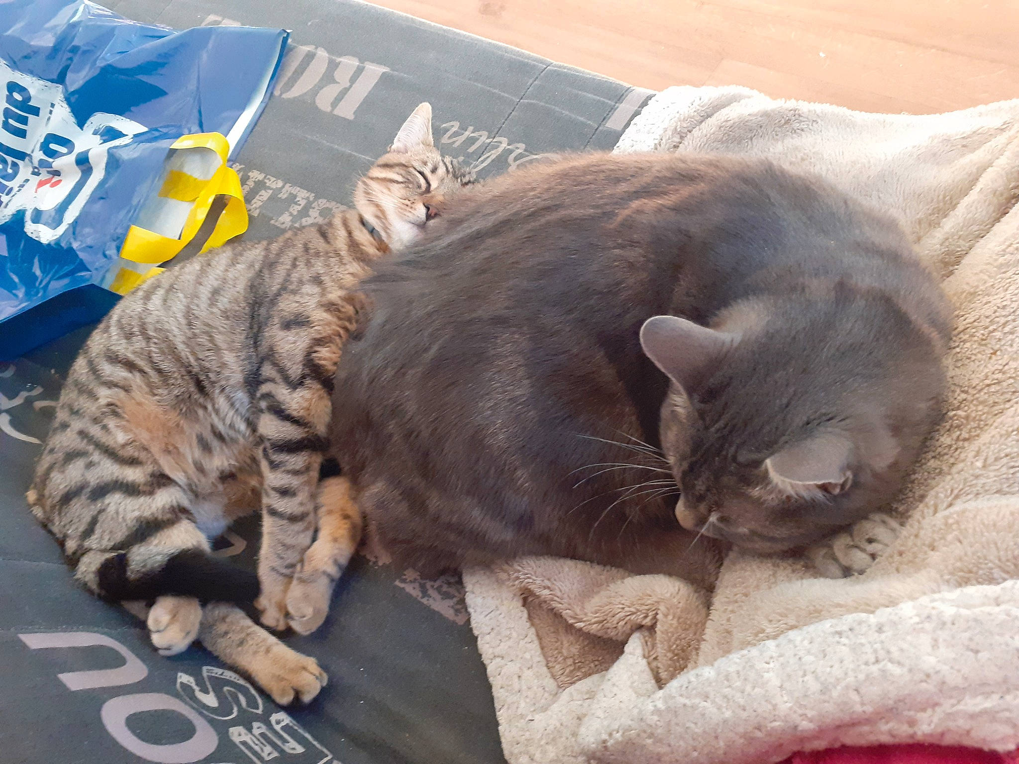 Mikou a rejoint le concours — aidez-le/la à gagner de superbes lots ! carnivore, cat, claw, comfort, domestic_short_haired_cat, felidae, fur, nap, paw, sleep, small_to_medium_sized_cats, tail, whiskers