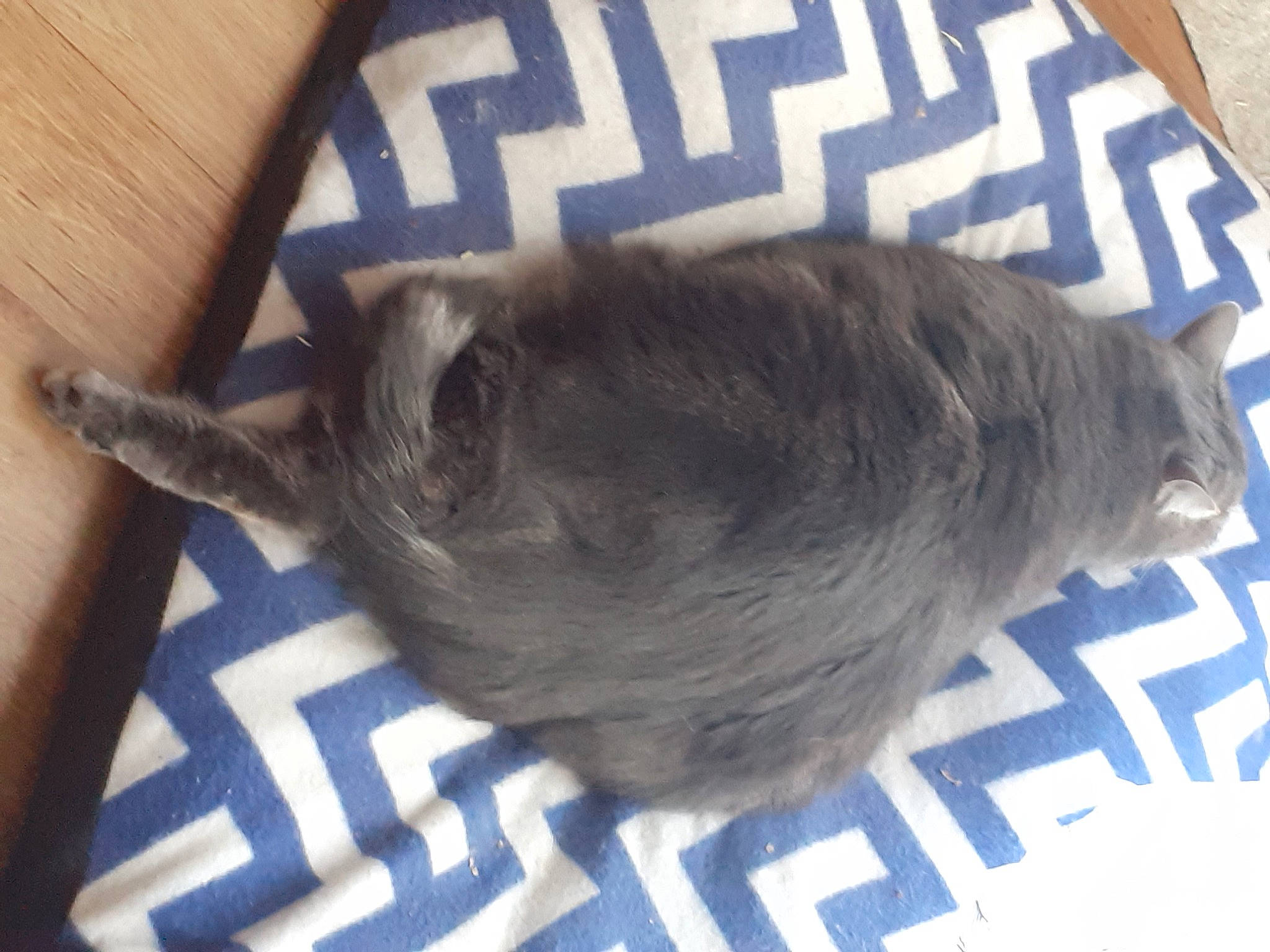 Mikou a rejoint le concours — aidez-le/la à gagner de superbes lots ! carnivore, cat, comfort, dog_breed, domestic_short_haired_cat, fawn, felidae, flooring, fur, grey, hardwood, mammal, nap, small_to_medium_sized_cats, snout, tail, terrestrial_animal, vertebrate, whiskers, wood