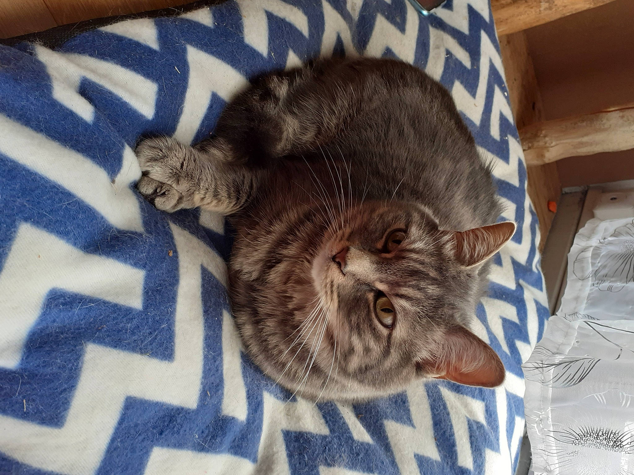 Mikou a rejoint le concours — aidez-le/la à gagner de superbes lots ! carnivore, cat, cat_bed, cat_supply, claw, comfort, domestic_short_haired_cat, felidae, fur, grey, nap, paw, sleep, small_to_medium_sized_cats, snout, tail, terrestrial_animal, whiskers