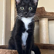 Luna joined the competition — help win amazing prizes! animal, black_and_white, cat, cat_tree, curious, cute, domestic_cat, ears, eyes, feline, fur, indoor, kitten, paws, pets, sitting, soft_texture, tuxedo_cat, whiskers, young