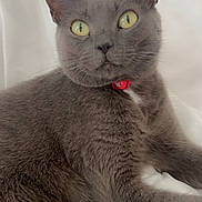 Sapphire is registered to the contest to win money with this photo: animal, blanket, cat, closeup, cute, domestic_animal, ears, feline, fur, gray_cat, indoor, looking, pet, portrait, red_collar, relaxed, resting, soft, whiskers, yellow_eyes