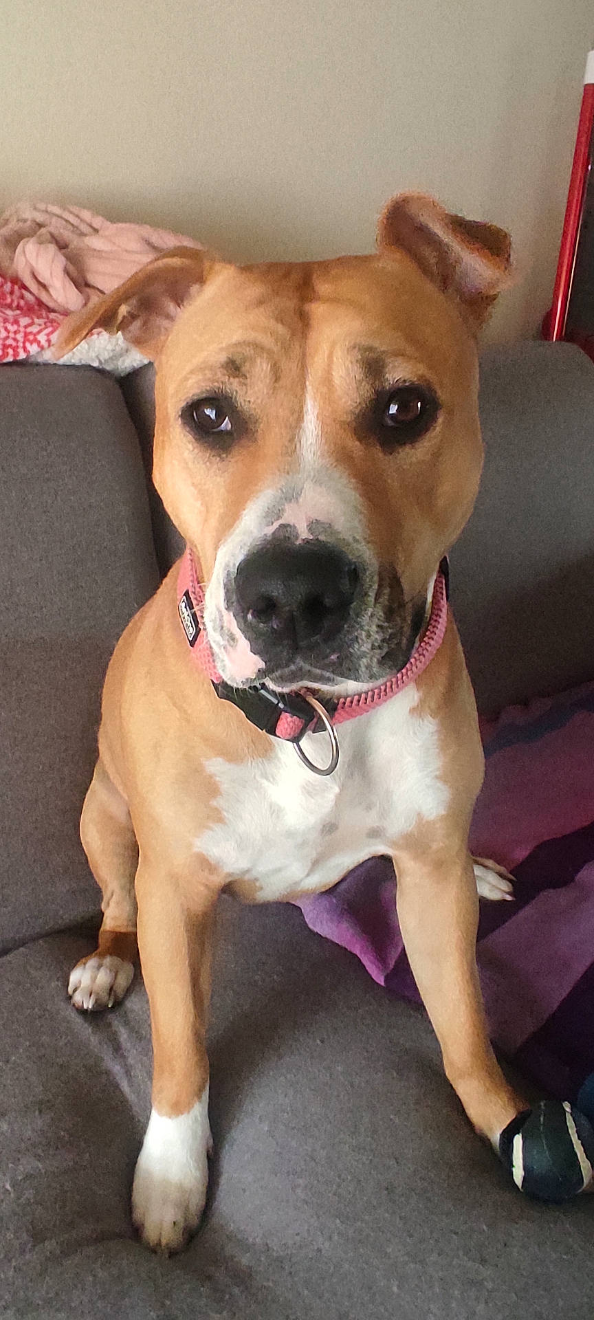 Ulya a rejoint le concours — aidez-le/la à gagner de superbes lots ! accessories, animal, boxer, bulldog, canine, chair, clothing, couch, cushion, dog, footwear, furniture, homedecor, hound, indoors, pet, pitbull, puppy, shoe, strap