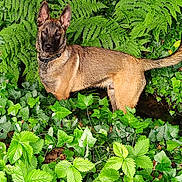 Vasco a rejoint le concours — aidez-le/la à gagner de superbes lots ! alert, animal, brown_dog, canine, collar, daylight, dog, ferns, forest, greenery, ivy, leaves, mammal, nature, outdoor, pet, plant, portrait, standing, wildlife