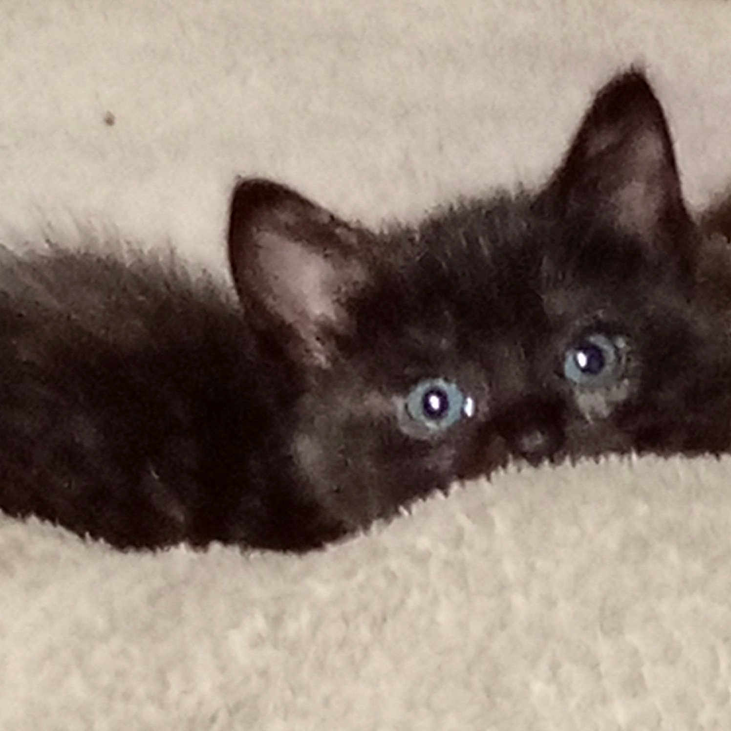 Onyx is registered to the contest to win money with this photo: angora, animal, blackcat, cat, kitten, manx, pet, siamese