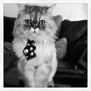 Gizmoe joined the competition — help win amazing prizes! cat, fluffy, tie, skull_pattern, pet, indoor, couch, portrait, black_and_white, blurred_background, feline, animal, sitting, close_up, cute, whiskers, furry, domestic_cat, fashion, eyes