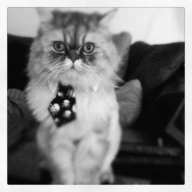 Gizmoe joined the competition — help win amazing prizes! cat, fluffy, tie, skull_pattern, pet, indoor, couch, portrait, black_and_white, blurred_background, feline, animal, sitting, close_up, cute, whiskers, furry, domestic_cat, fashion, eyes