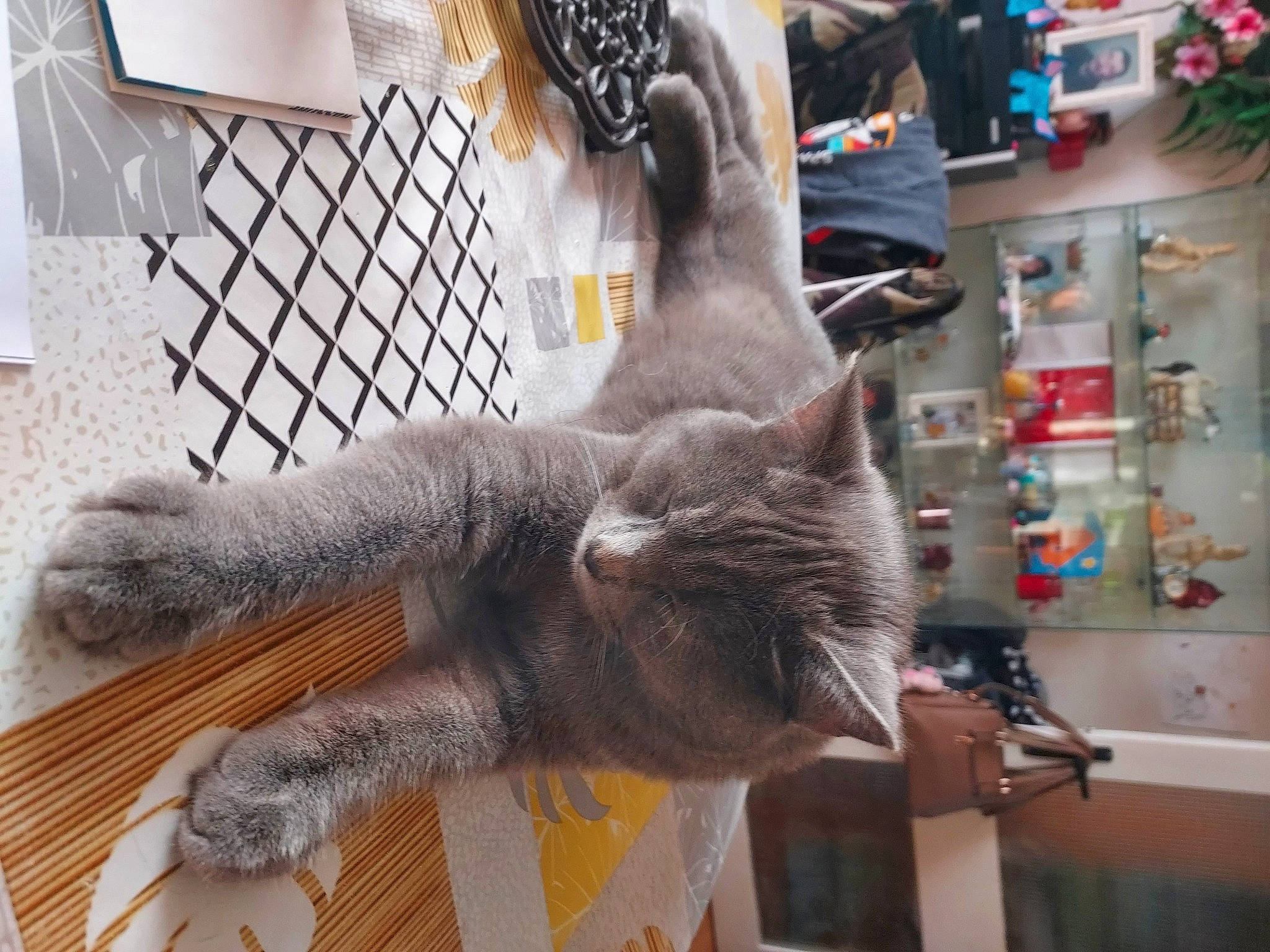 Pantoufles a rejoint le concours — aidez-le/la à gagner de superbes lots ! carnivore, cat, claw, comfort, domestic_short_haired_cat, fawn, felidae, flooring, fur, grey, plant, russian_blue, shelf, small_to_medium_sized_cats, tail, terrestrial_animal, whiskers