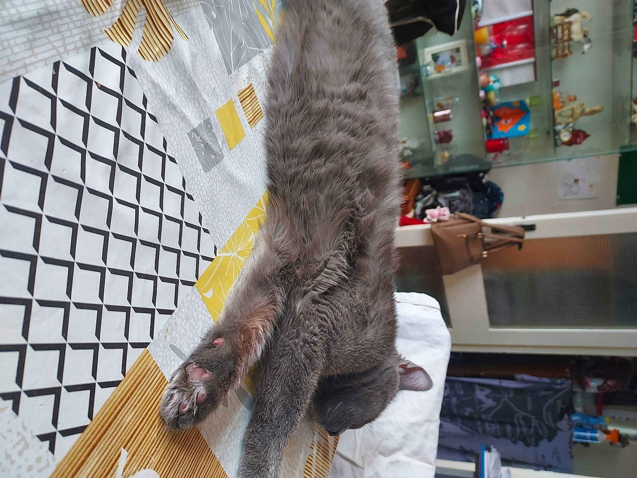 Pantoufles participe au concours pour gagner de l'argent avec cette photo : brown_bear, claw, domestic_short_haired_cat, flooring, fur, fur_clothing, grey, marsupial, mesh, metal, natural_material, shelf, small_to_medium_sized_cats, tail, terrestrial_animal, tire, tree, whiskers, wood, wool