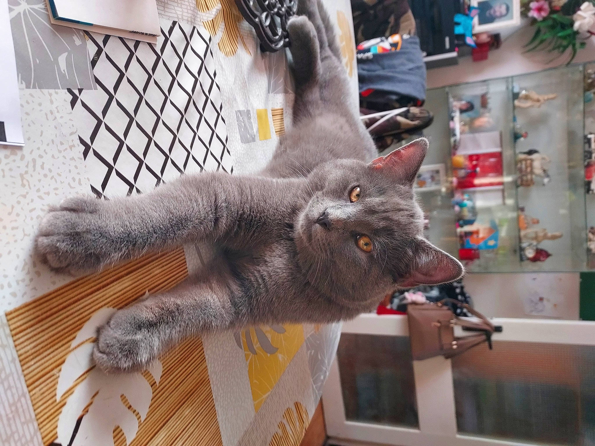 Pantoufles a rejoint le concours — aidez-le/la à gagner de superbes lots ! carnivore, cat, claw, domestic_short_haired_cat, fawn, felidae, flooring, fur, grey, russian_blue, shelf, small_to_medium_sized_cats, snout, tail, whiskers, wood