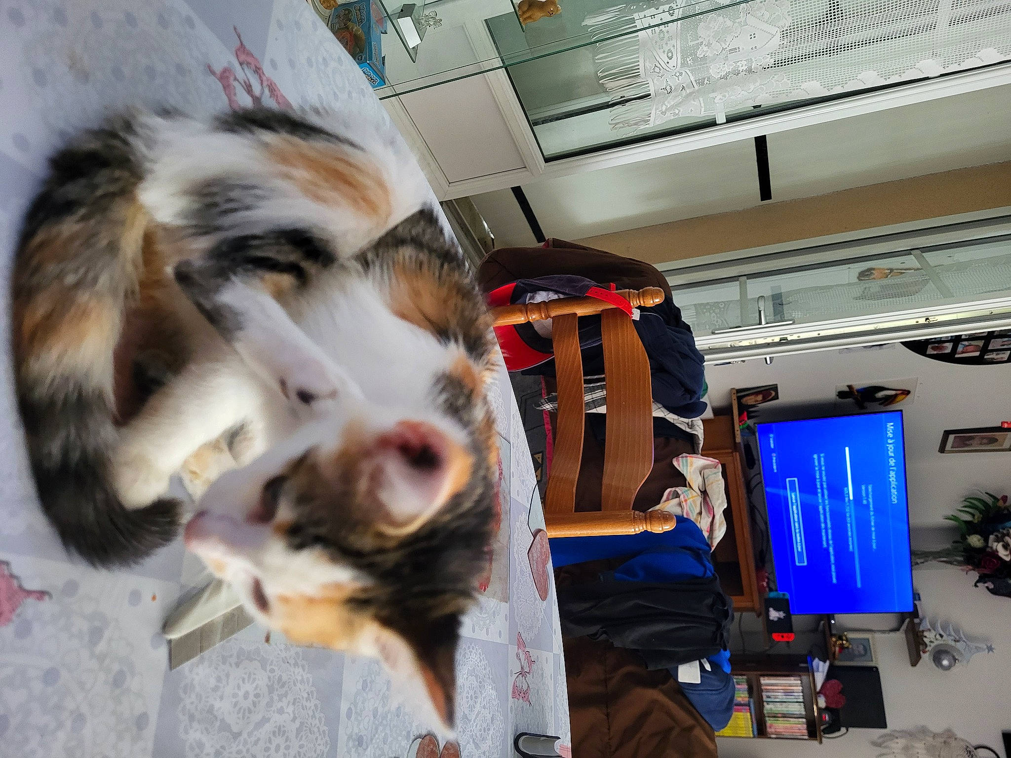 Thya participe au concours pour gagner de l'argent avec cette photo : canidae, carnivore, cat, claw, companion_dog, desktop_computer, dog_breed, domestic_short_haired_cat, felidae, fur, houseplant, machine, paw, room, small_to_medium_sized_cats, sporting_group, tail, television, television_set, whiskers