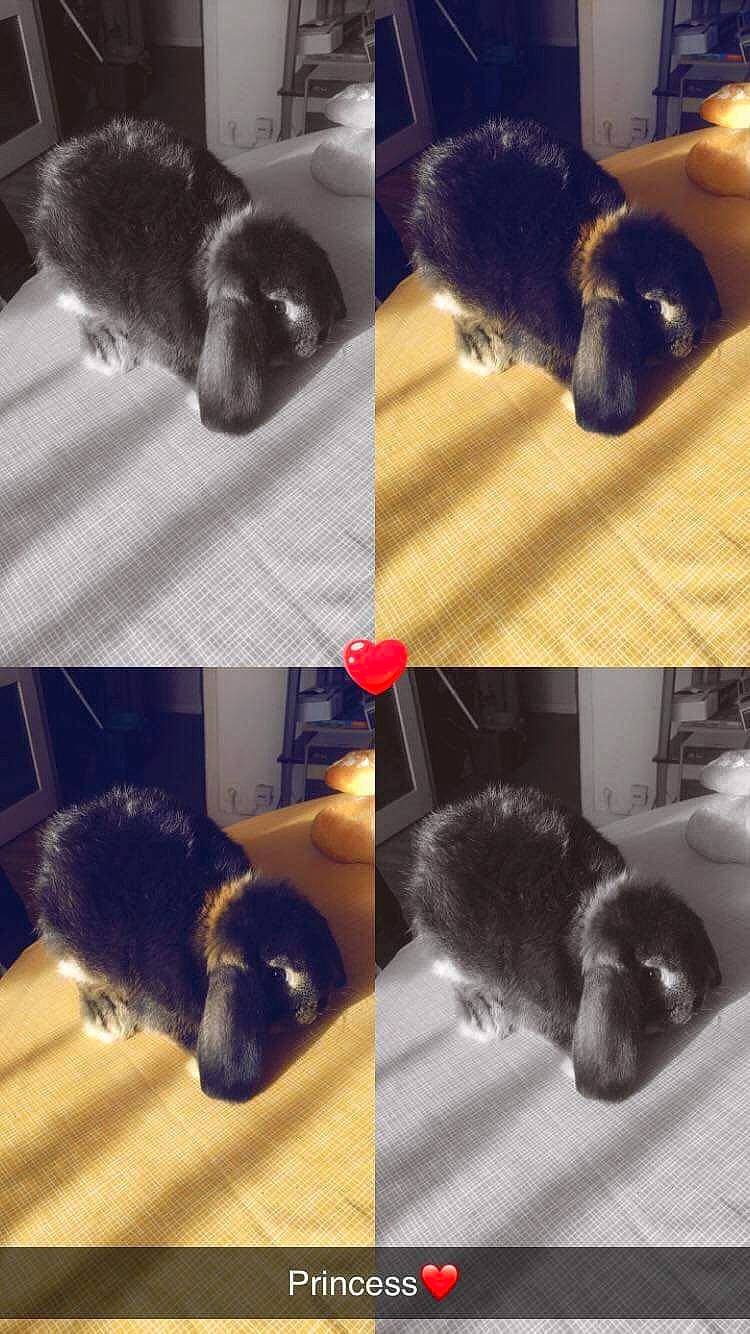 Princess participe au concours pour gagner de l'argent avec cette photo : canidae, carnivore, cat, dog_breed, ear, felidae, paw, puppy, small_to_medium_sized_cats, tail