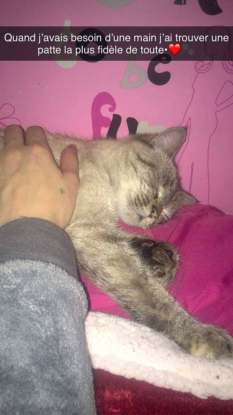 Ruby a rejoint le concours — aidez-le/la à gagner de superbes lots ! asian, british_shorthair, carnivore, cat, chartreux, domestic_short_haired_cat, european_shorthair, felidae, kitten, mammal, nap, photo_caption, polydactyl_cat, small_to_medium_sized_cats, tail, whiskers