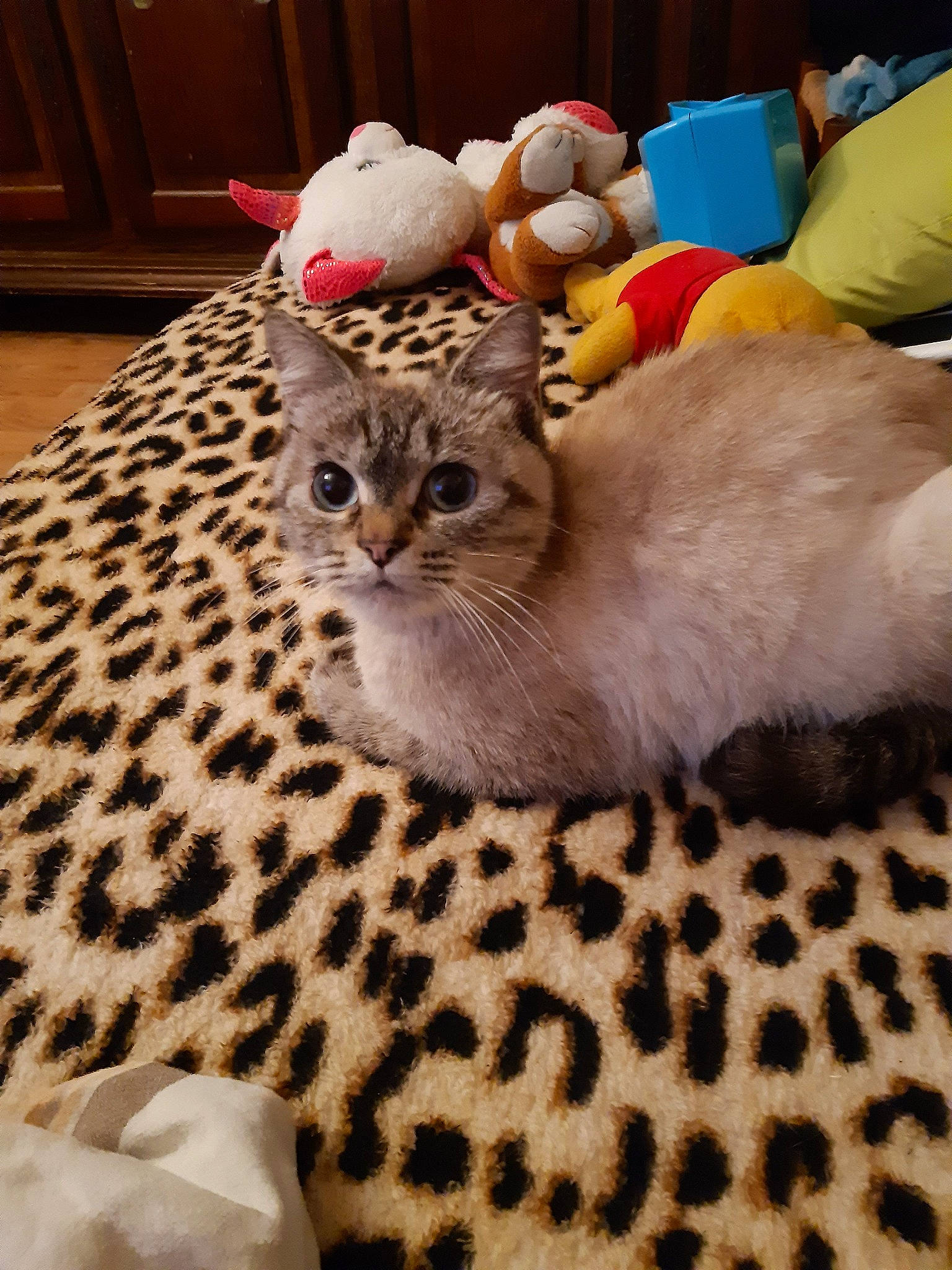 Ruby a rejoint le concours — aidez-le/la à gagner de superbes lots ! american_curl, american_shorthair, asian, australian_mist, carnivore, cat, colorpoint_shorthair, domestic_short_haired_cat, egyptian_mau, european_shorthair, fawn, felidae, kitten, mammal, munchkin, scottish_fold, singapura, small_to_medium_sized_cats, vertebrate, whiskers