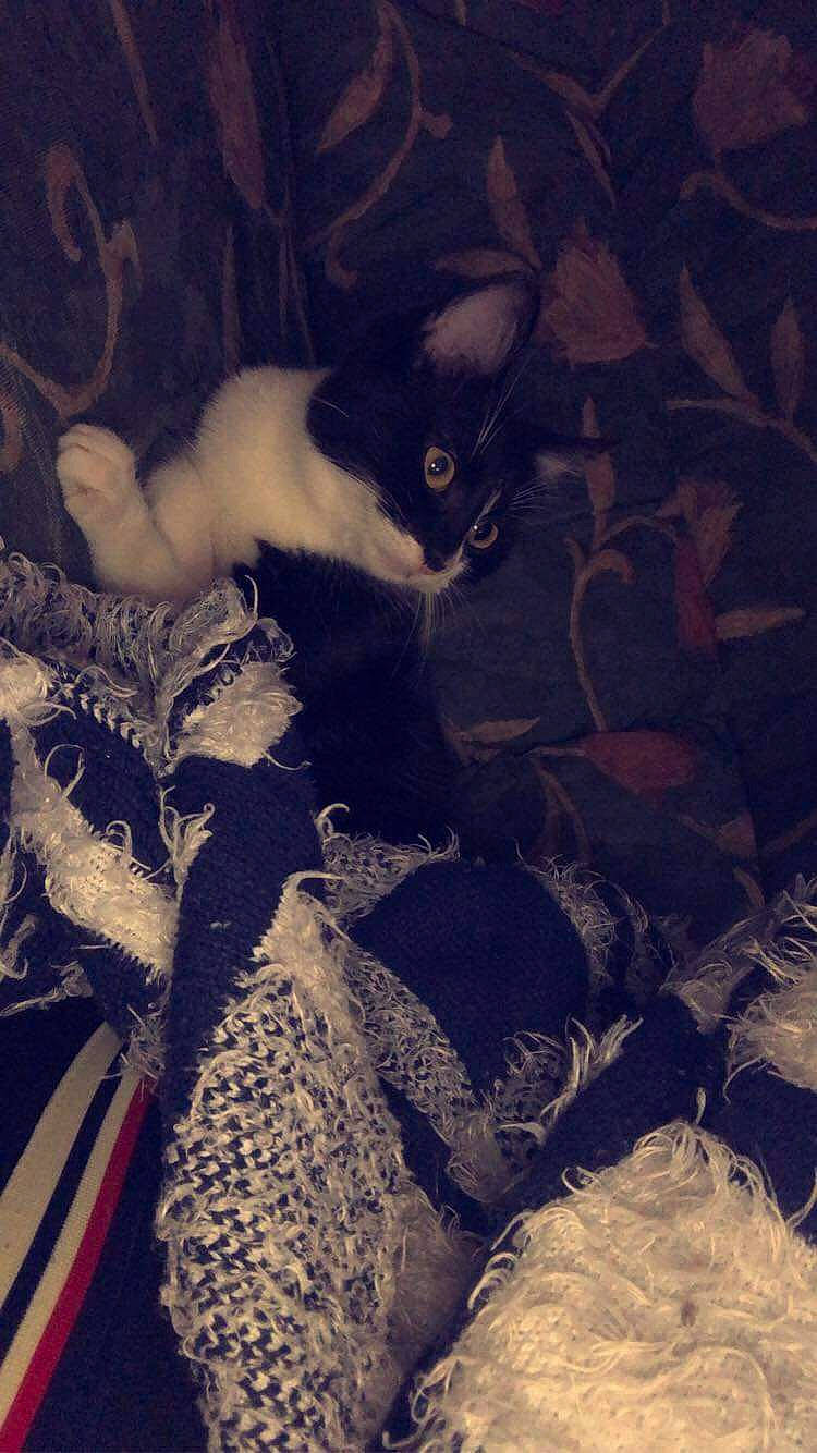 Naya participe au concours pour gagner de l'argent avec cette photo : carnivore, cat, darkness, domestic_short_haired_cat, electric_blue, felidae, fur, grass, human_leg, monochrome, monochrome_photography, organism, pattern, shadow, small_to_medium_sized_cats, tail, textile, tints_and_shades, visual_arts, whiskers