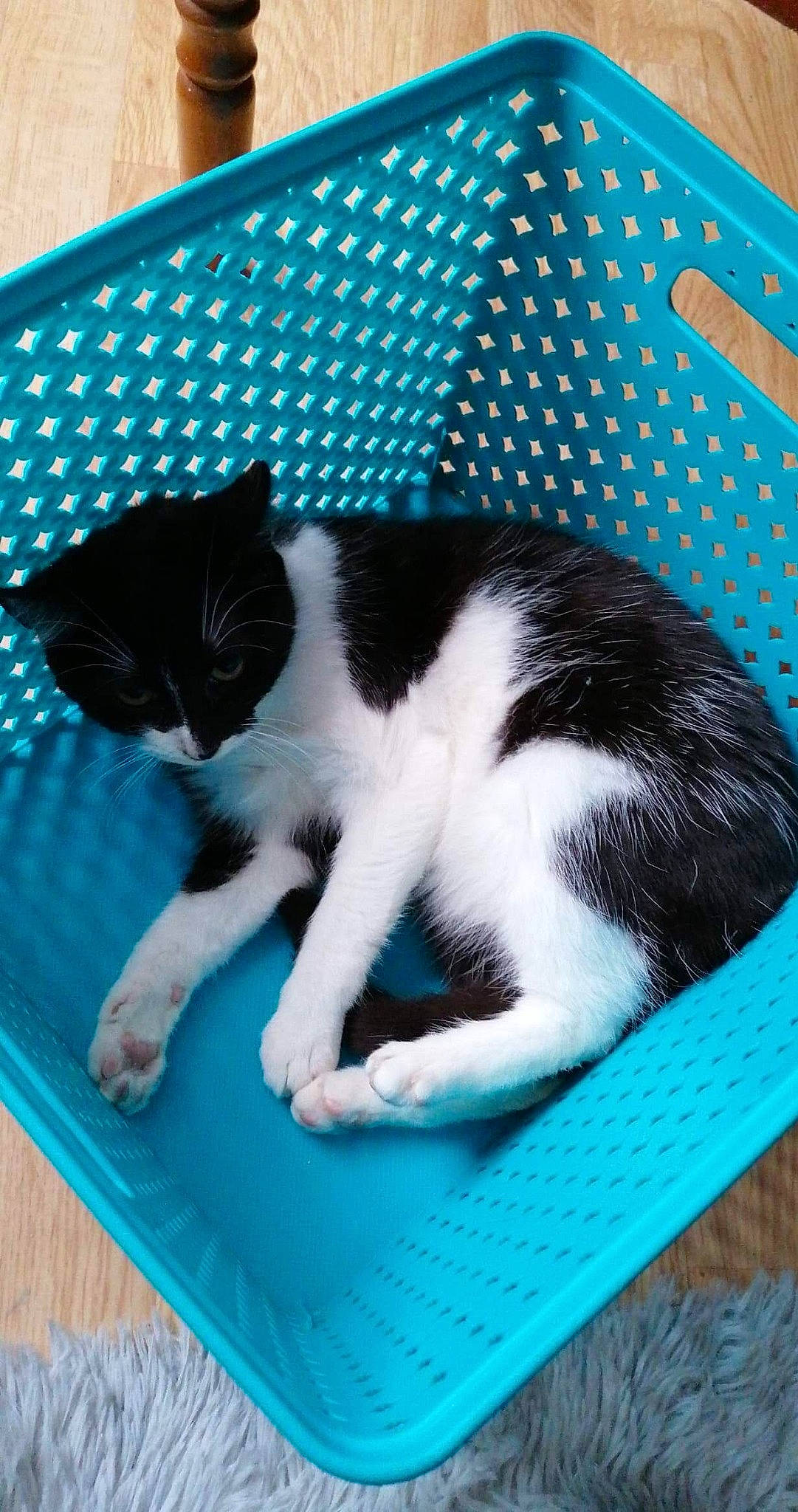 Naya a rejoint le concours — aidez-le/la à gagner de superbes lots ! blue, carnivore, cat, cat_supply, claw, comfort, domestic_short_haired_cat, electric_blue, felidae, flooring, foot, fur, pattern, paw, pet_supply, small_to_medium_sized_cats, snout, tail, whiskers