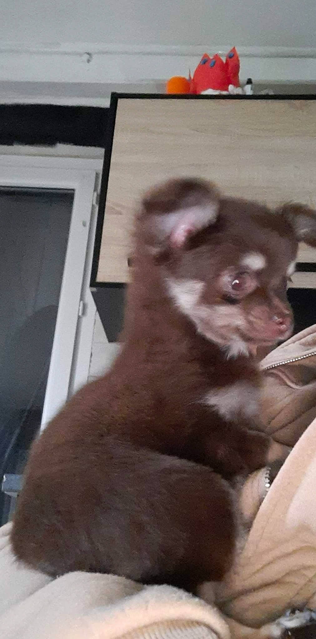 Choco a rejoint le concours — aidez-le/la à gagner de superbes lots ! canidae, carnivore, claw, companion_dog, dog_breed, fawn, felidae, flesh, fur, koala, liver, marsupial, non_sporting_group, small_to_medium_sized_cats, snout, terrestrial_animal, whiskers, wildlife