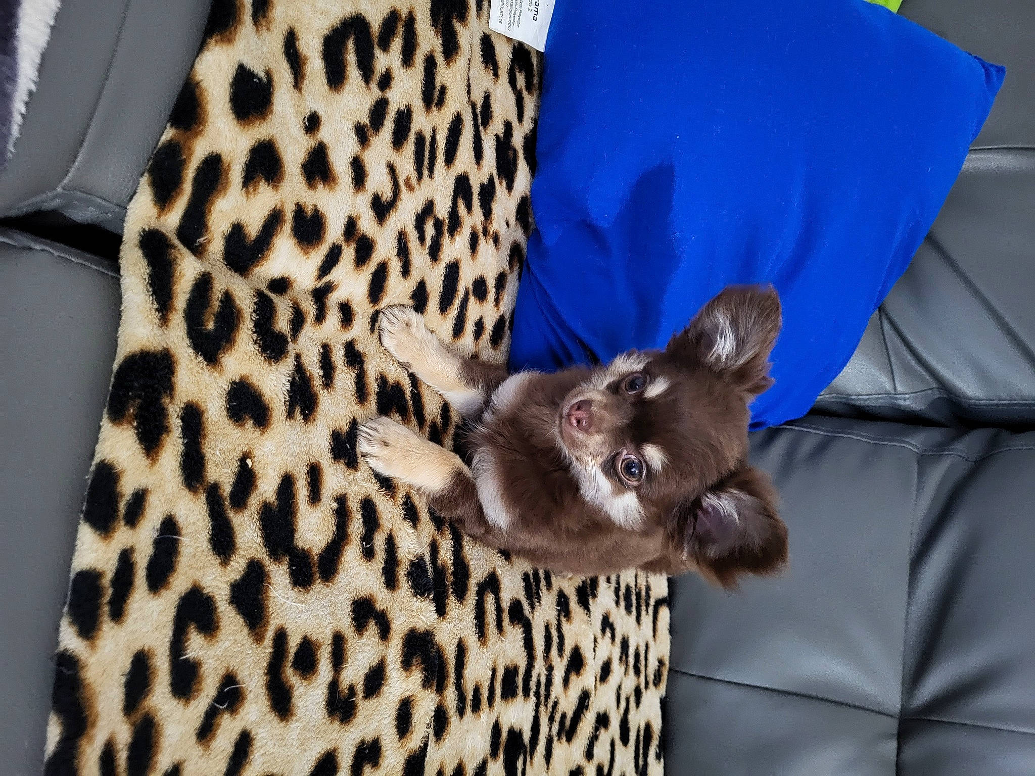 Choco participe au concours pour gagner de l'argent avec cette photo : carnivore, comfort, companion_dog, dog, dog_breed, electric_blue, fawn, felidae, fur, human_leg, mammal, pattern, recreation, small_to_medium_sized_cats, snout, tail, terrestrial_animal, vertebrate, whiskers, wildlife