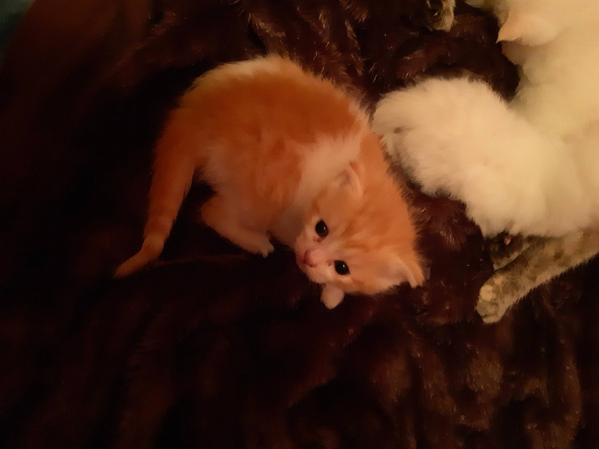 Tigrou participe au concours pour gagner de l'argent avec cette photo : canidae, carnivore, cat, fawn, felidae, fur, persian, small_to_medium_sized_cats, whiskers