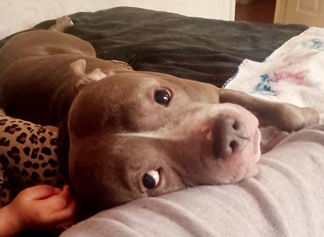 Bishop is registered to the contest to win money with this photo: canidae, carnivore, chest, comfort, companion_dog, dog, dog_breed, ear, fawn, fur, guard_dog, jaw, liver, selfie, snout, sporting_group, terrestrial_animal, whiskers, working_animal, wrinkle