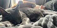 Ash is registered to the contest to win money with this photo: cat, gray_cat, sleeping, nap, soft_blanket, knitted_blanket, plush_toy, indoor, cozy, pet, feline, whiskers, relaxation, close_up, resting, fur, window_light, blurred_background, home, comfort