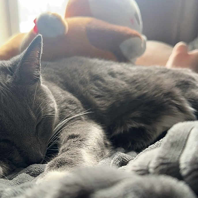 Ash is registered to the contest to win money with this photo: blurred_background, cat, close_up, comfort, cozy, feline, fur, gray_cat, home, indoor, knitted_blanket, nap, pet, plush_toy, relaxation, resting, sleeping, soft_blanket, whiskers, window_light