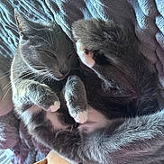 Ash joined the competition — help win amazing prizes! cat, gray_cat, sleeping, cozy, blanket, fur, whiskers, paws, relaxed, indoor, pet, cute, resting, soft_texture, closeup, feline, animal, comfort, nap, domestic