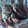 cat, gray_cat, sleeping, cozy, blanket, fur, whiskers, paws, relaxed, indoor, pet, cute, resting, soft_texture, closeup, feline, animal, comfort, nap, domestic