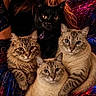 Vladyodatrubleteddy is registered to the contest to win money with this photo: animal_portrait, black_cat, cats, close_up, collar, colorful_background, ears, eyes, fabric, feline, four_cats, group, indoors, jewel, long_hair, pet, short_hair, sitting, tabby_cats, whiskers