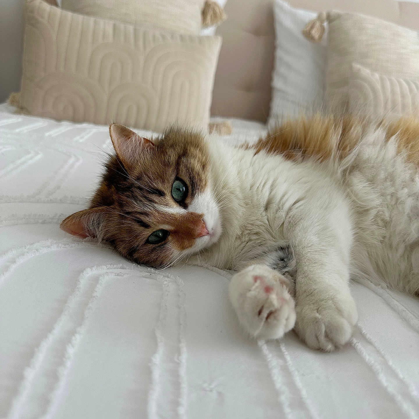 Mekka a rejoint le concours — aidez-le/la à gagner de superbes lots ! abyssinian, animal, bed, bedroom, blanket, cat, couch, cushion, furniture, homedecor, indoors, interiordesign, kitten, linen, manx, person, pet, pillow, room, sleeping