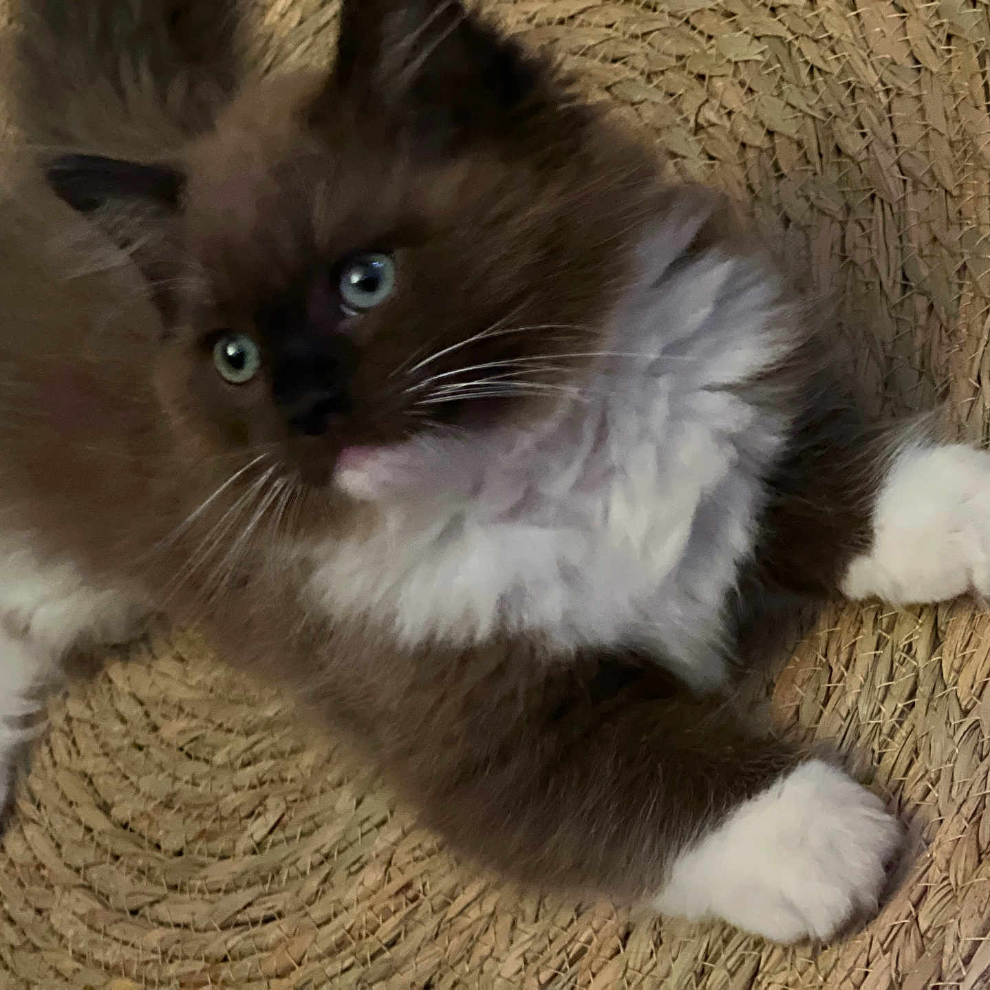 Gemma