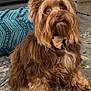 animal, bow_tie, brown_dog, carpet, cozy, cute, dog, domestic, ears, fluffy_dog, fur, furniture, home, indoor, pet, pet_accessory, pillow, portrait, rug, sitting