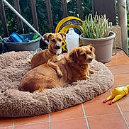 Diana Et Daly participe au concours pour gagner de l'argent avec cette photo : dog, pet_bed, fluffy, brown_dog, small_dog, toy, rubber_chicken, potted_plant, terracotta_floor, outdoor, relaxing, animal, companion, cute, paw, plant, container, fence, household_items, resting