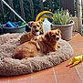 dog, pet_bed, fluffy, brown_dog, small_dog, toy, rubber_chicken, potted_plant, terracotta_floor, outdoor, relaxing, animal, companion, cute, paw, plant, container, fence, household_items, resting