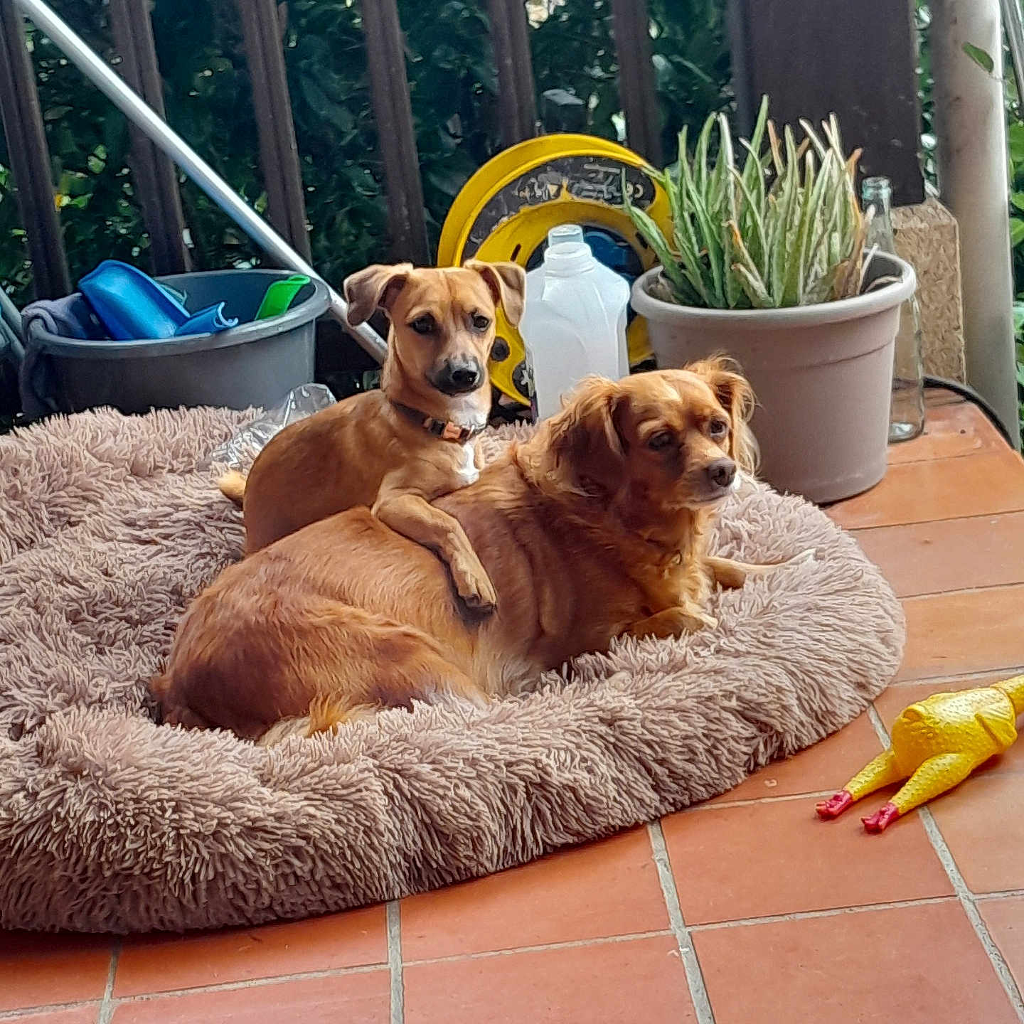 Diana Et Daly participe au concours pour gagner de l'argent avec cette photo : animal, brown_dog, companion, container, cute, dog, fence, fluffy, household_items, outdoor, paw, pet_bed, plant, potted_plant, relaxing, resting, rubber_chicken, small_dog, terracotta_floor, toy