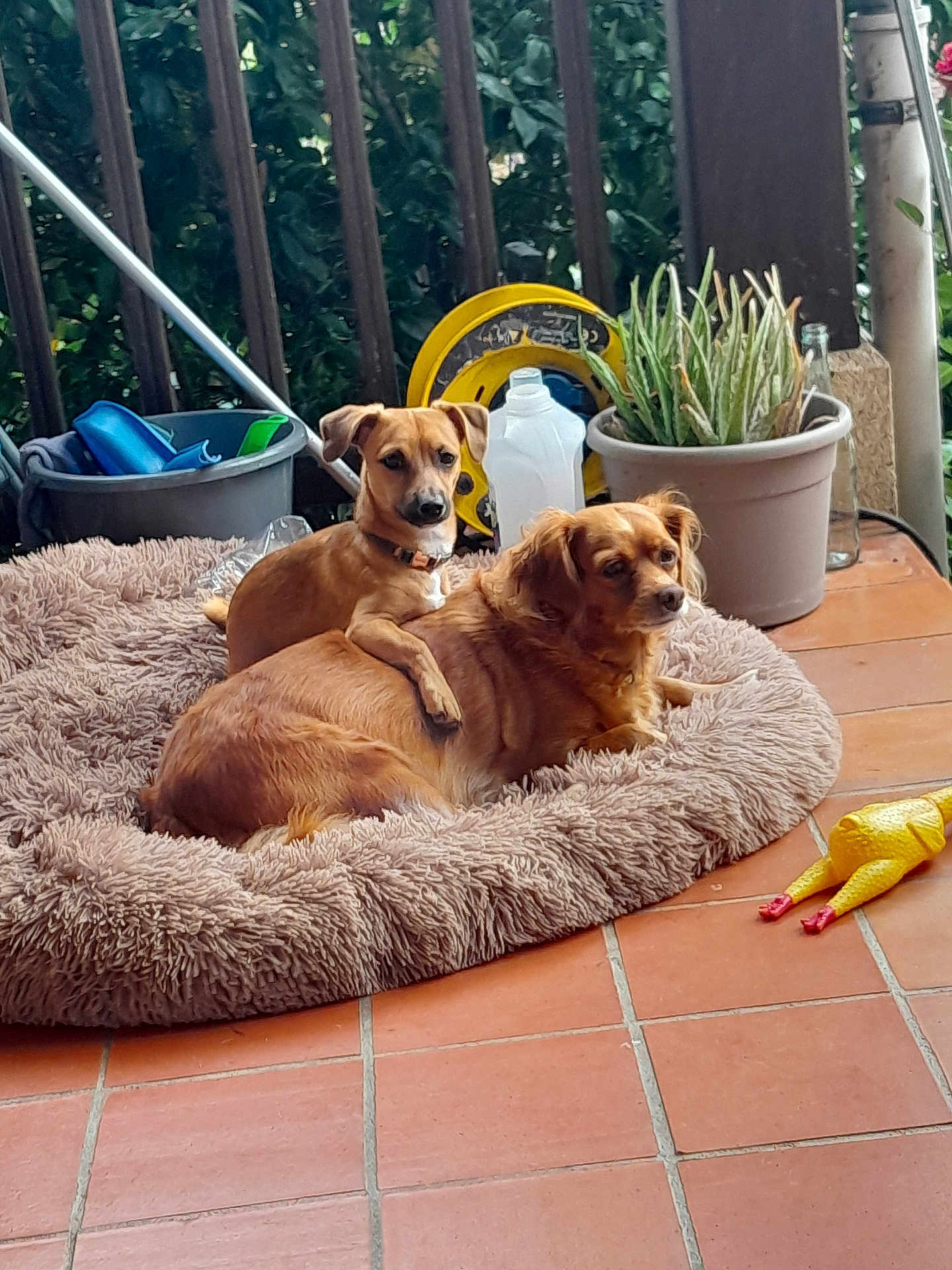 Diana Et Daly participe au concours pour gagner de l'argent avec cette photo : dog, pet_bed, fluffy, brown_dog, small_dog, toy, rubber_chicken, potted_plant, terracotta_floor, outdoor, relaxing, animal, companion, cute, paw, plant, container, fence, household_items, resting