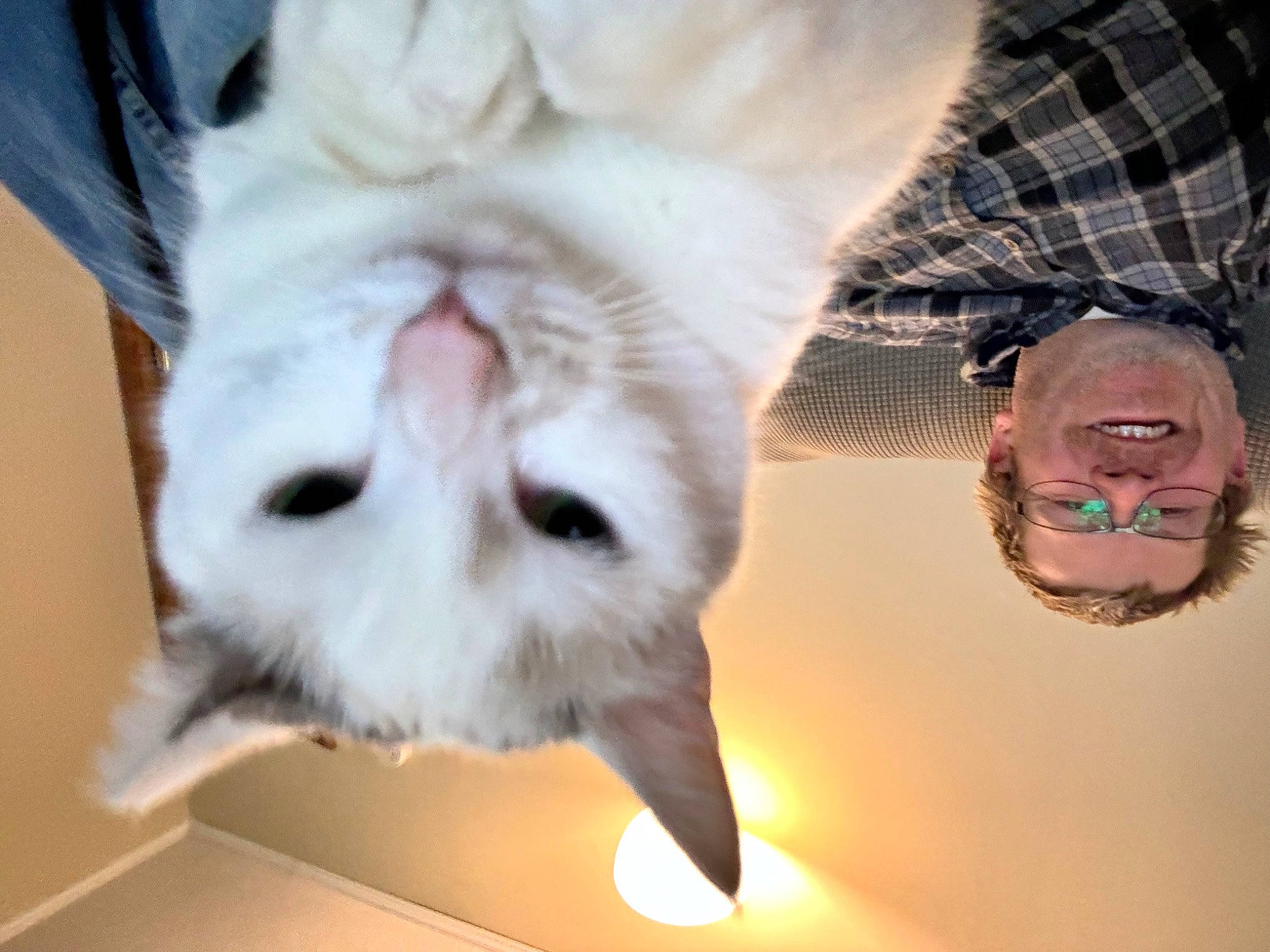 Penny Lane is registered to the contest to win money with this photo: carnivore, cat, claw, close_up, comfort, companion_dog, dog_breed, domestic_short_haired_cat, ear, fawn, felidae, fur, gesture, mammal, paw, small_to_medium_sized_cats, snout, tail, vertebrate, whiskers