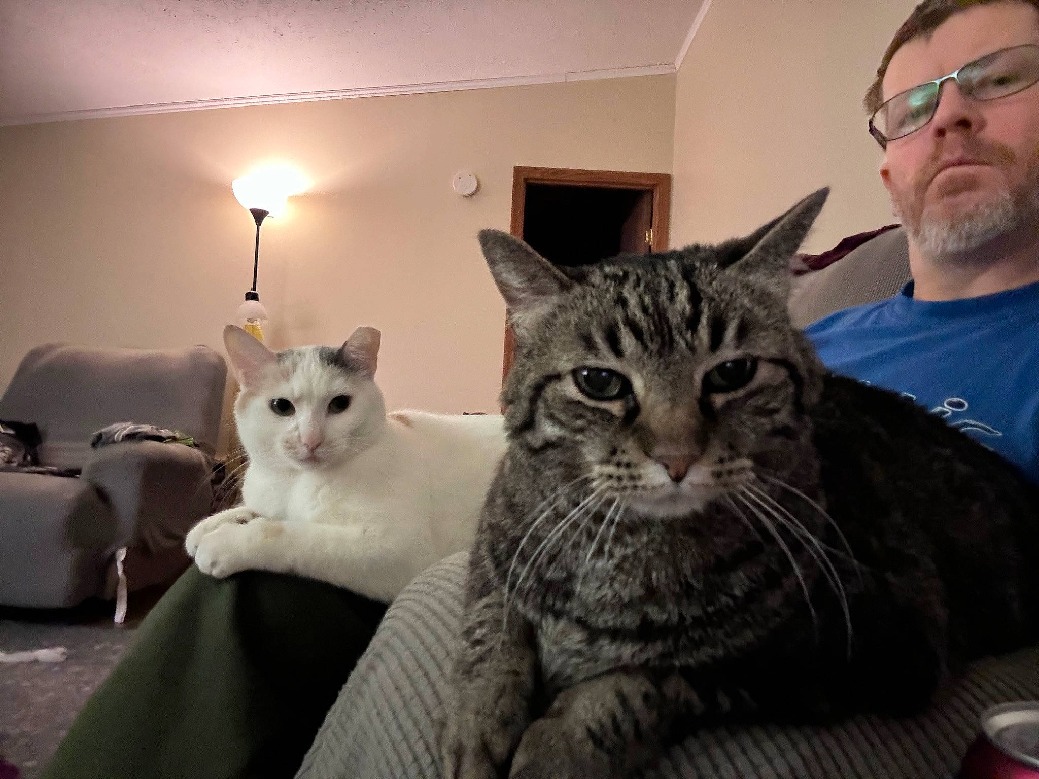 Toby is registered to the contest to win money with this photo: carnivore, cat, comfort, domestic_short_haired_cat, eyewear, felidae, fur, lamp, paw, sitting, small_to_medium_sized_cats, snout, tableware, whiskers