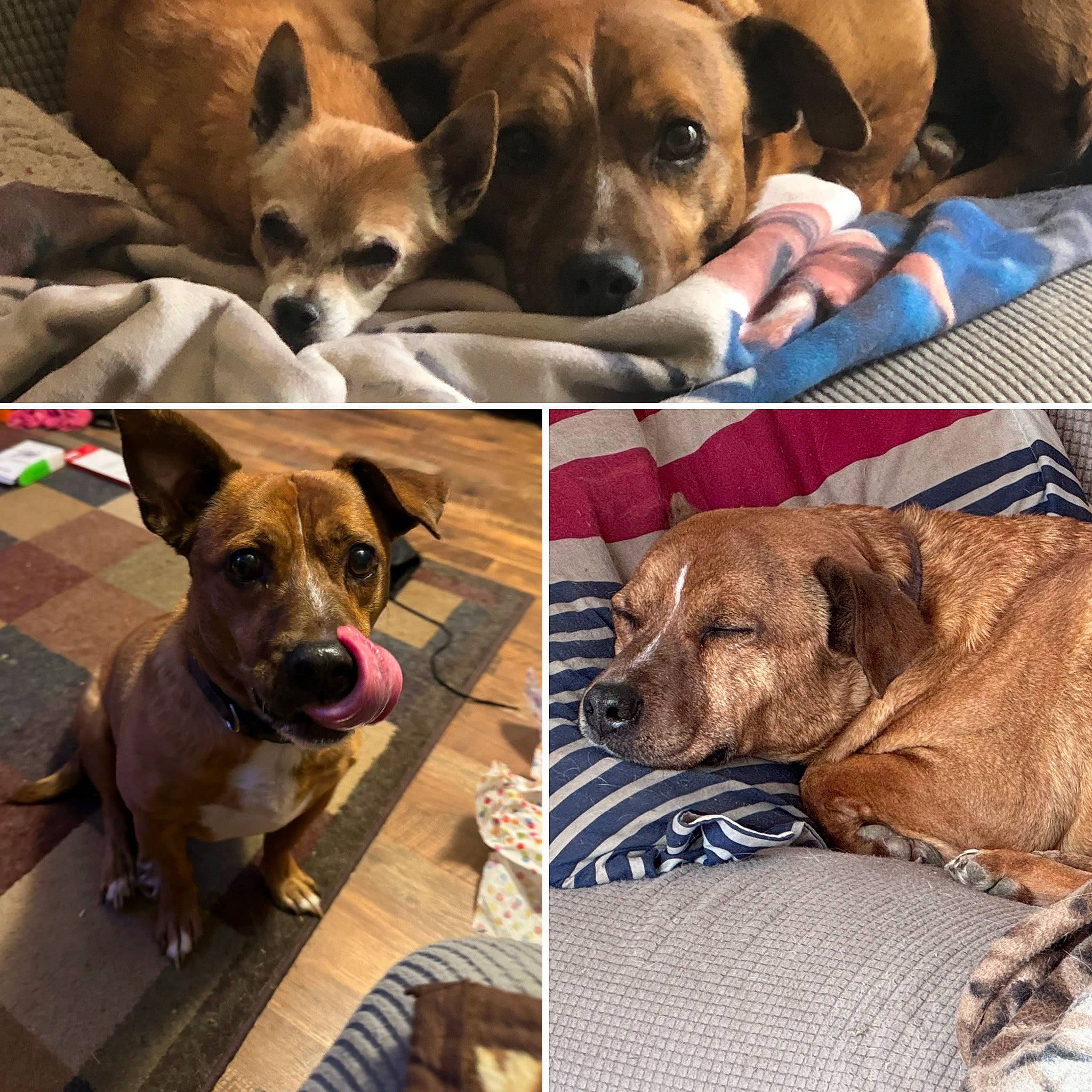 Tipsy is registered to the contest to win money with this photo: canidae, carnivore, collage, collar, companion_dog, dog, dog_breed, dog_collar, dog_supply, fawn, fur, liver, mammal, pet_supply, photograph, snout, sporting_group, toy_dog, vertebrate, working_animal