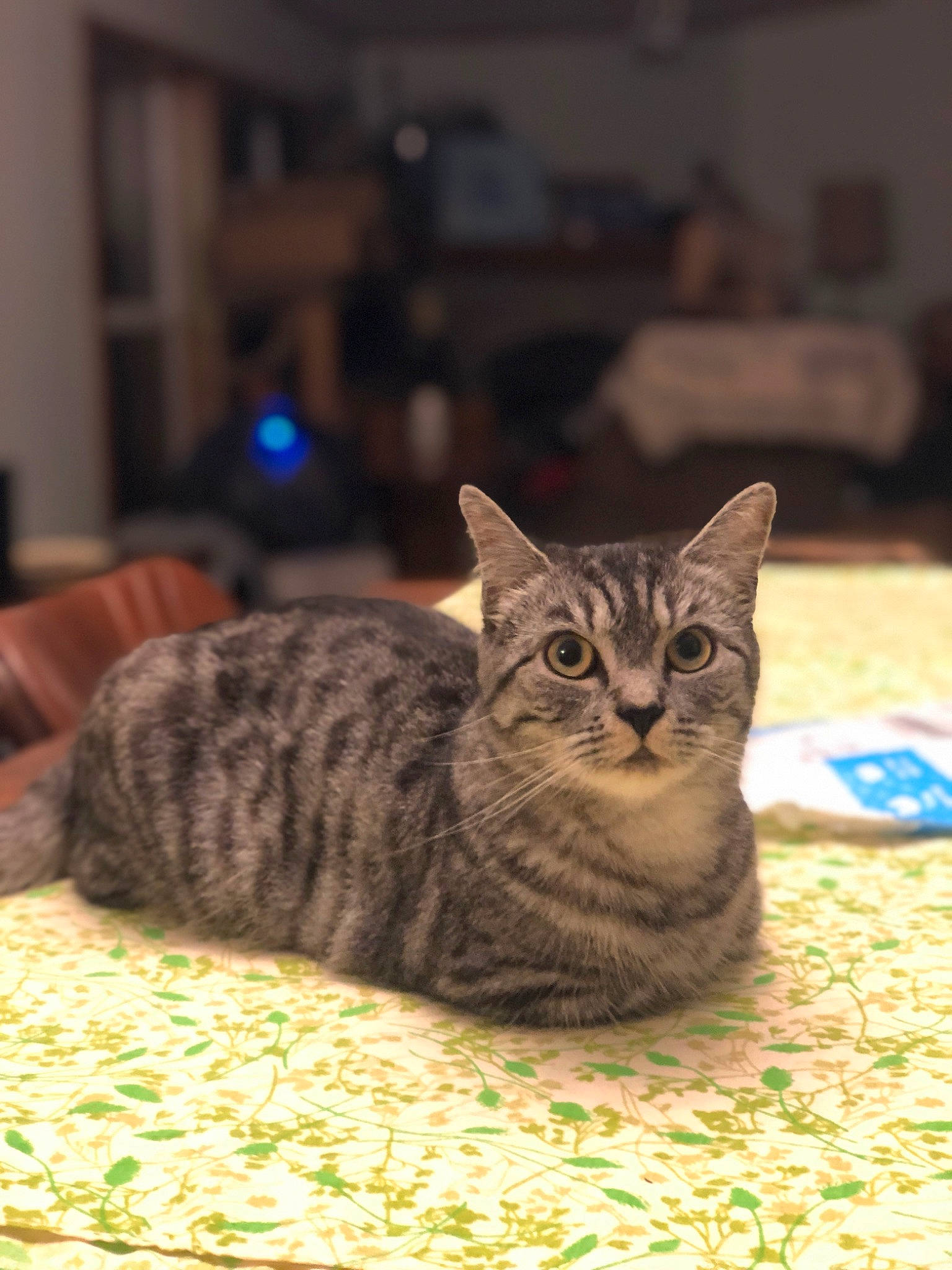 Mimi joined the competition — help win amazing prizes! carnivore, cat, comfort, domestic_short_haired_cat, felidae, flooring, fur, sitting, small_to_medium_sized_cats, snout, whiskers