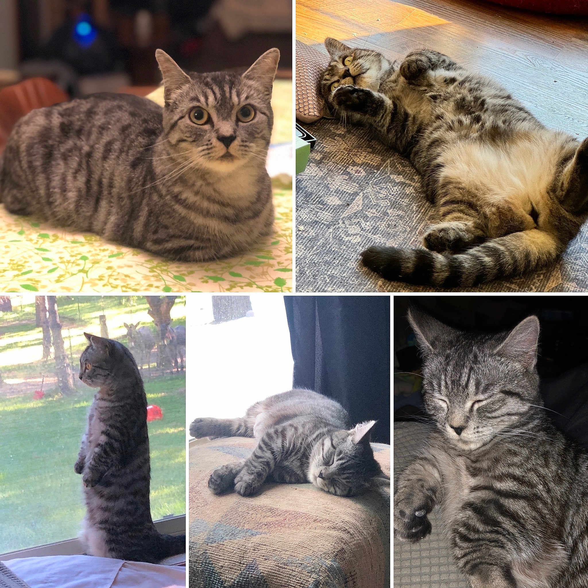 Mimi