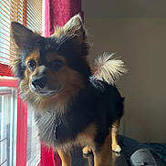 Church is registered to the contest to win money with this photo: alert, animal, black_fur, brown_fur, canine, collar, companion, curtains, cute, dog, domestic, ears, fur, house, indoor, natural_light, pet, standing, tail, window