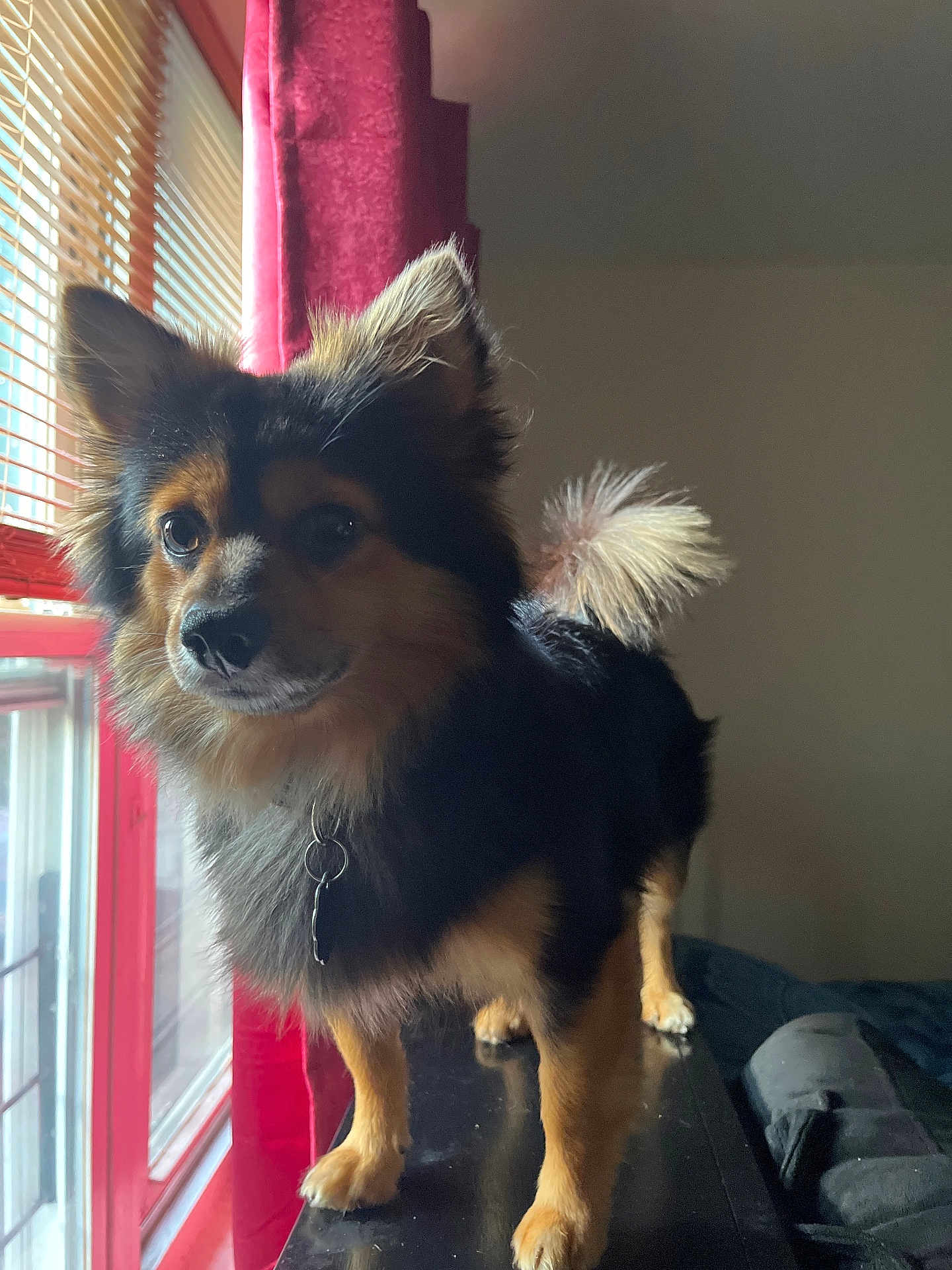 Church is registered to the contest to win money with this photo: alert, animal, black_fur, brown_fur, canine, collar, companion, curtains, cute, dog, domestic, ears, fur, house, indoor, natural_light, pet, standing, tail, window