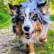 Leika participe au concours pour gagner de l'argent avec cette photo : australian_shepherd, blue_eyes, canine, close_up, dog, ears, fur, grass, happy, nature, outdoor, path, pet, playful, running, snout, summer, sunlight, tail, walking